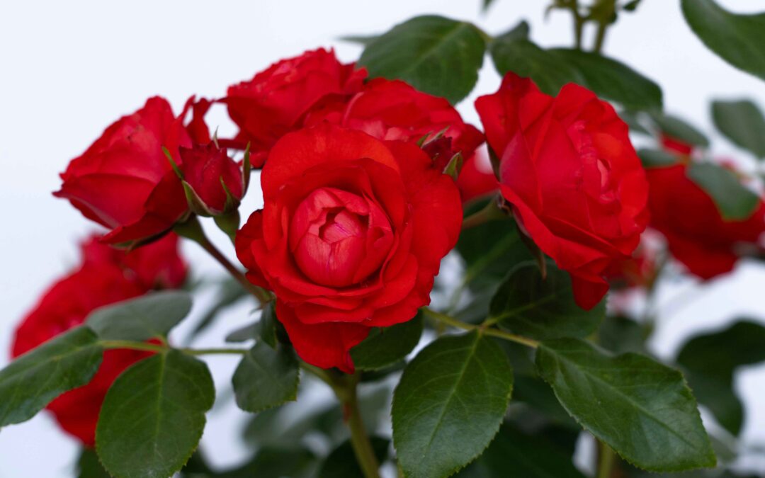 New Rose Introductions 2024