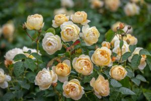 Dannahue_DavidAustinRoses