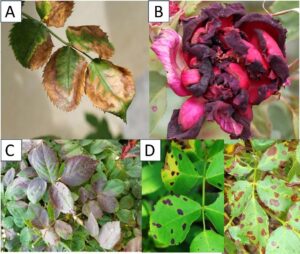 Heat Stresses and Your Roses Images