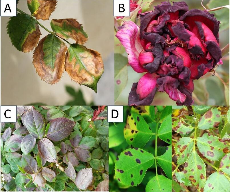 Heat Stresses and Your Roses