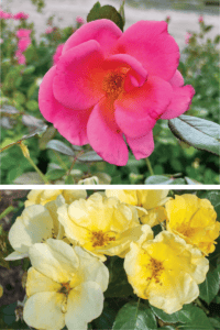 International Trials Winner Roses 1000 Wishes and Easy Bee-zy Knock Out