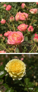 International Trials Winner Roses David Booty and Fine Gold