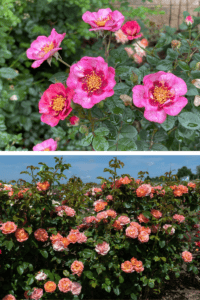 International Trials Winner Roses Diane Sommers Rose and Orange Glow KnockOut