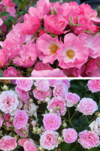 International Trials Winner Roses Forever & Ever Pink and Bubblegum Mist